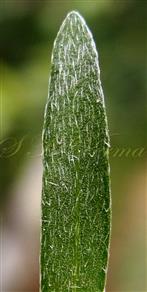  Leaf